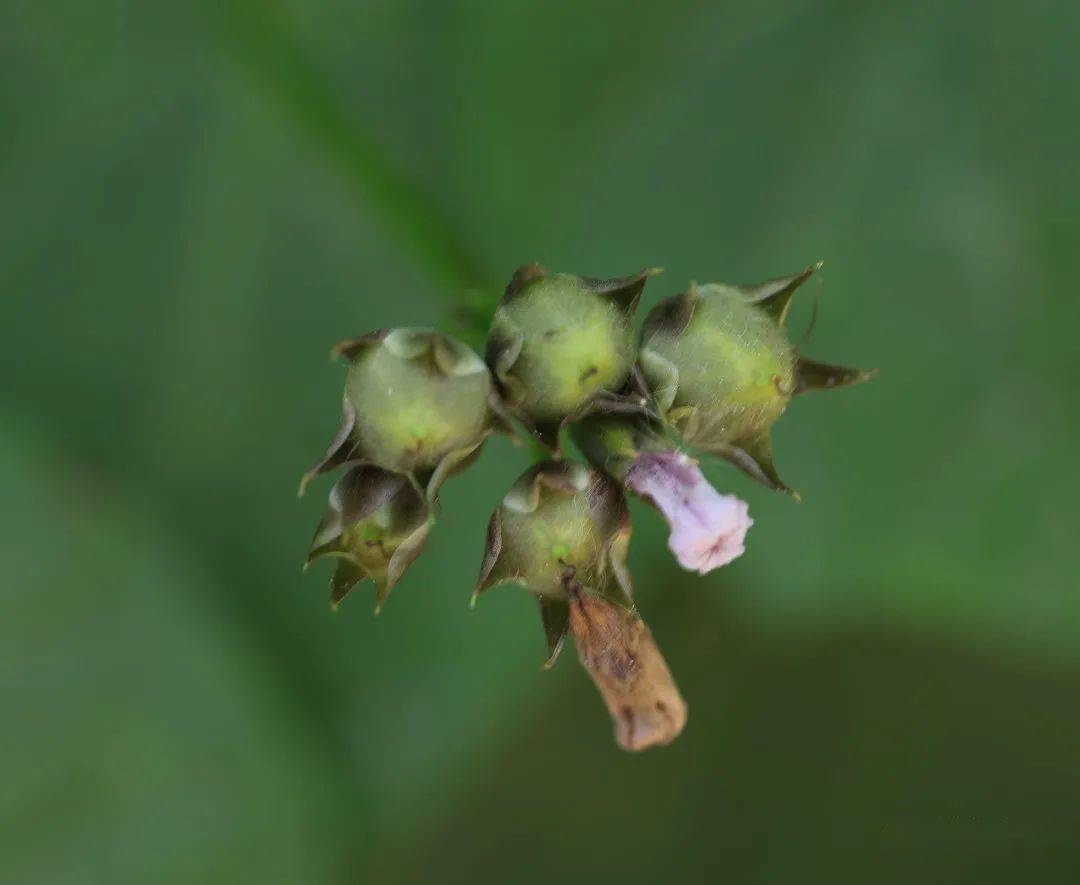 早上出门就看了一朵小野花_花冠_萼片_朵花