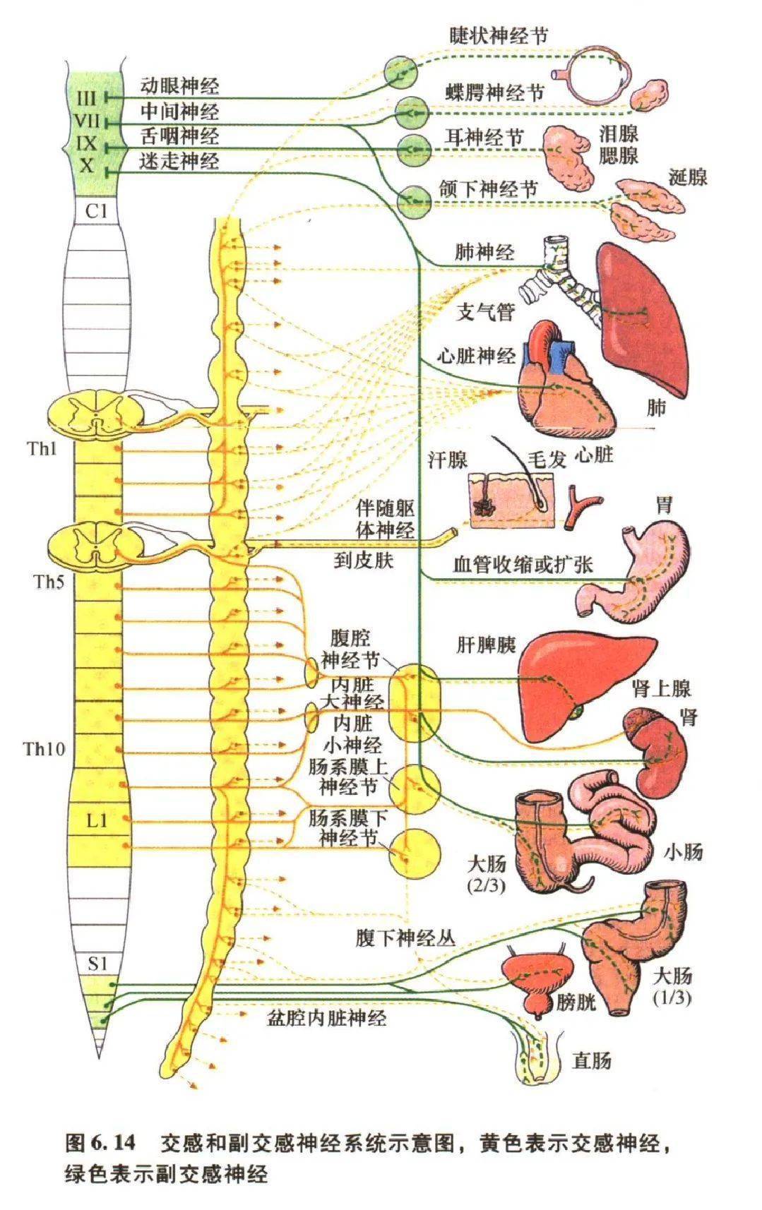 感觉神经节段分布图图片