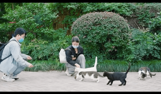 上海静安公园成热门景点，只因有群人在喂流浪猫，大型撸猫现场？