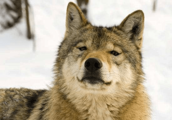 原创收养一只灰狼，不测跟藏獒发作关系，生出串串后，容貌讨人喜好（灰狼 藏獒）