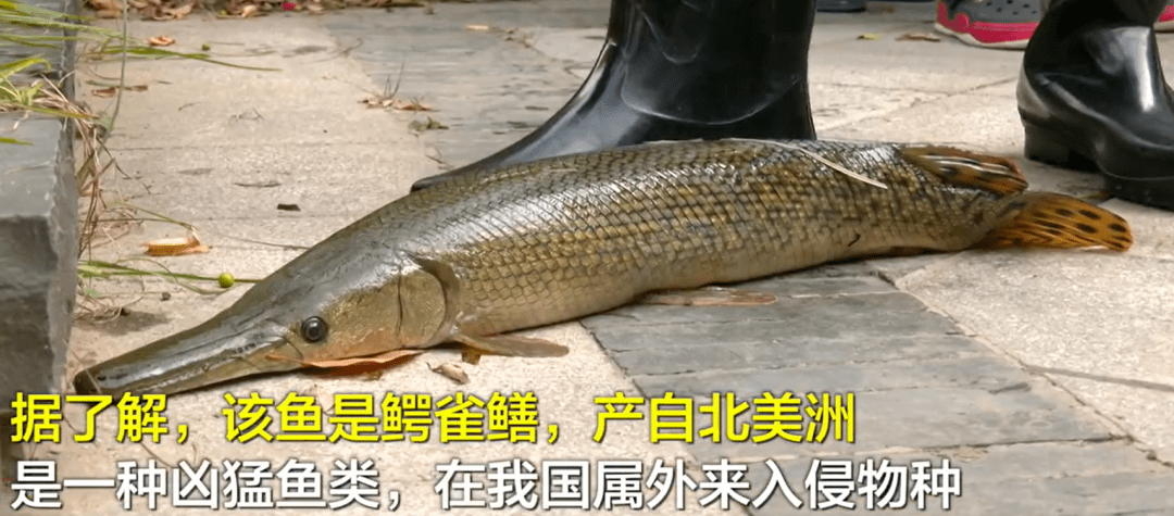 放生了几十箱矿泉水,我差点被佛寺供了起来_清道夫_大爷_网友