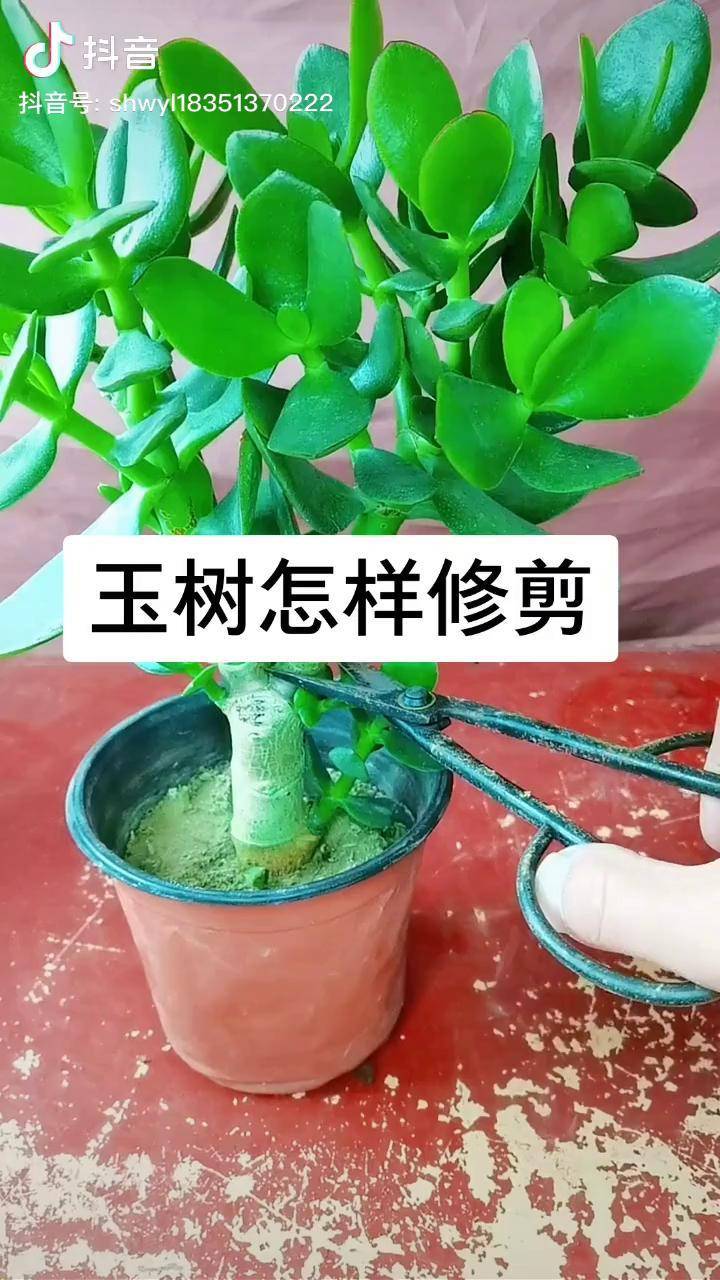 玉树怎样修剪花卉养护 花卉 室内盆栽 花卉绿植盆栽 嫁接技术 花卉绿
