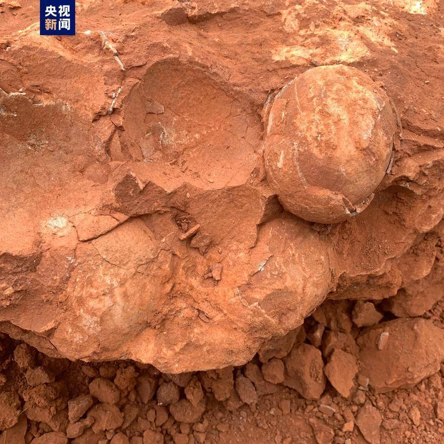 江西一工地上发现恐龙蛋化石，距今约7000万年