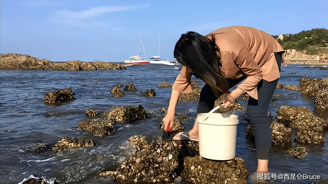 是地震的预兆吗?？山东烟台出现大量活体泸沽虾，密密麻麻铺满海滩