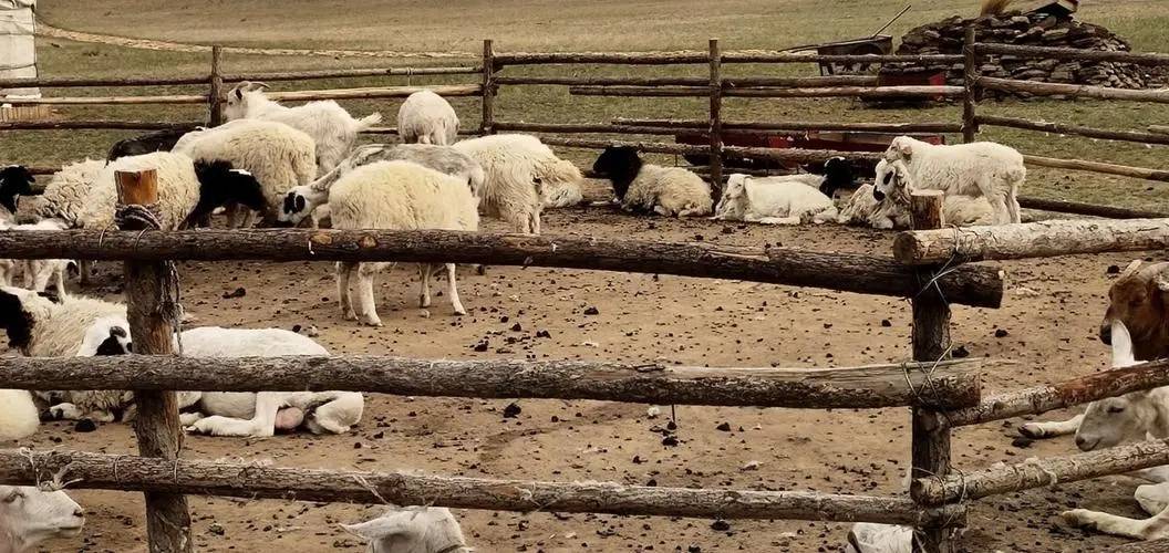 养多少羊一年能挣十万（十个养羊九个得病）