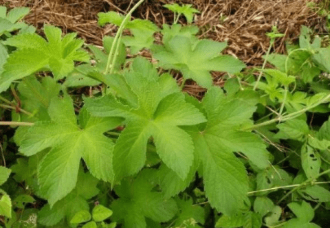 锯锯藤的药用价值图片