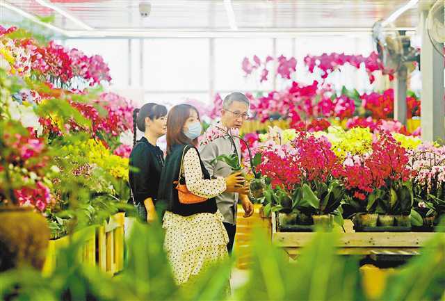 节日鲜花俏销 花都 罗斌 玫瑰