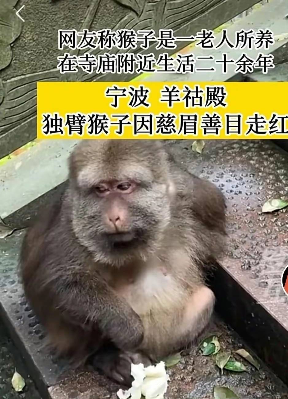 宁波有一只佛系的独臂猕猴