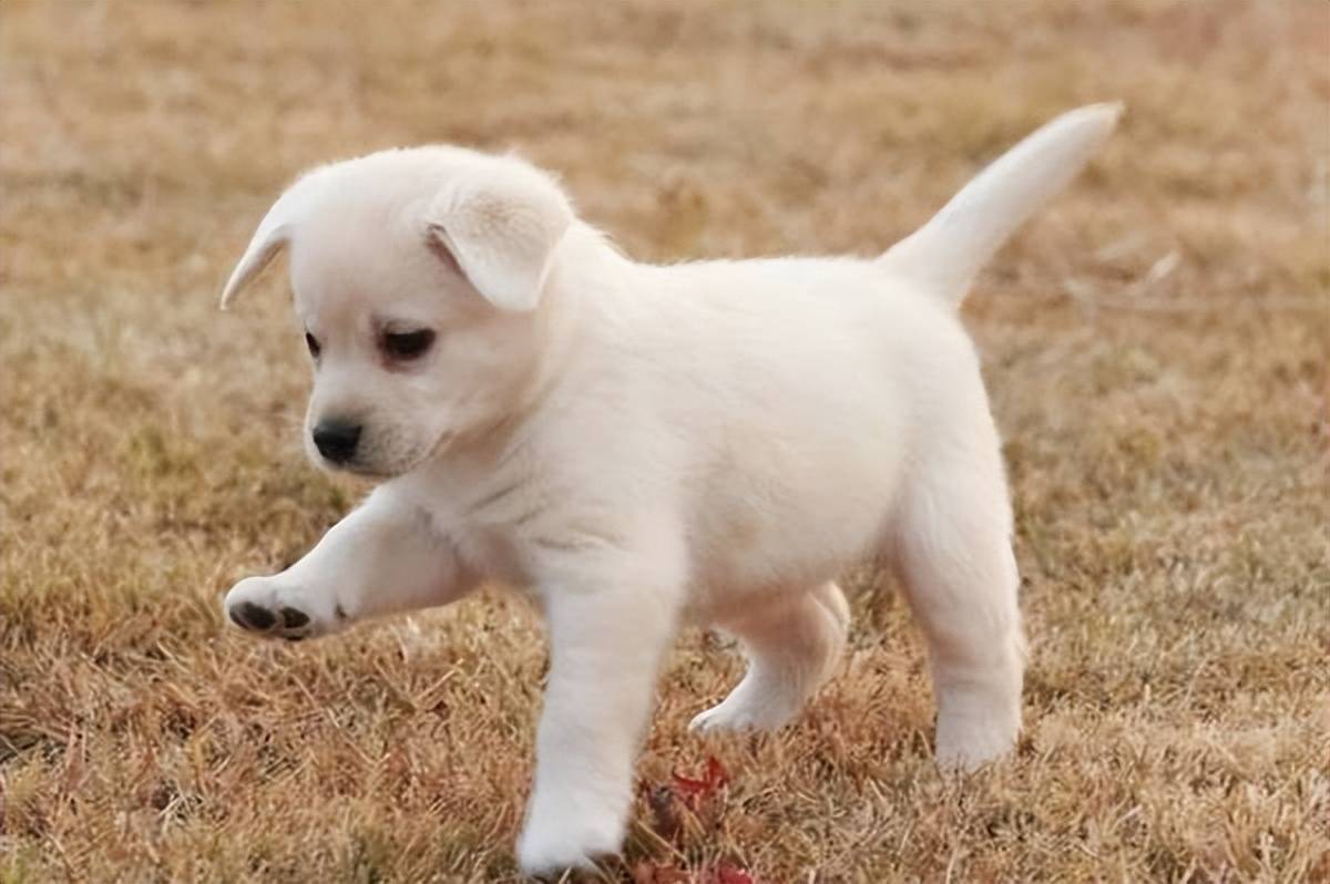 为何狗狗出生就被剪掉尾巴?