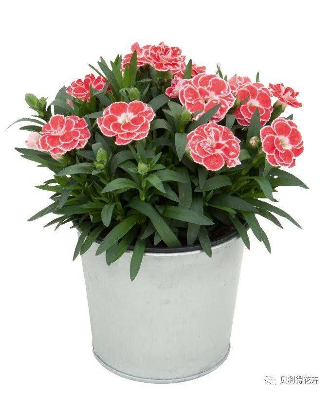 【花园植物】隽秀别致的康乃馨小盆花品种推荐_奥斯卡_颜色_开花