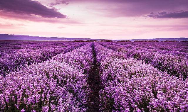 植物",在能提取香水精油的植物中,它又因为蓝紫色的花序最优雅秀丽,而