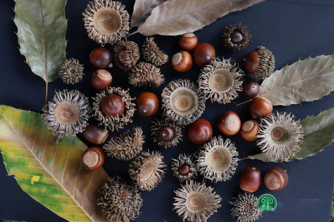 麻栎树的果实树叶的颜色一下子变得丰富了树林里的景色也不一般候鸟们