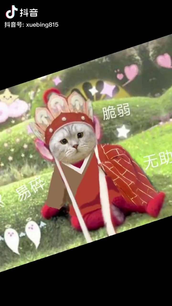 这么可爱的小唐僧一定是吃肉长大的委屈猫 东土大唐的喵星人_唐僧