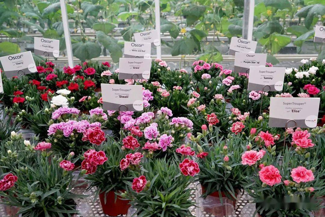 【花园植物】隽秀别致的康乃馨小盆花品种推荐_奥斯卡_颜色_开花