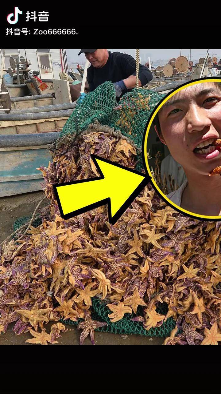 青岛海星泛滥,因为口味像蟹黄!