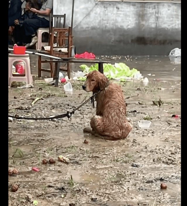 淋雨 落汤鸡图片