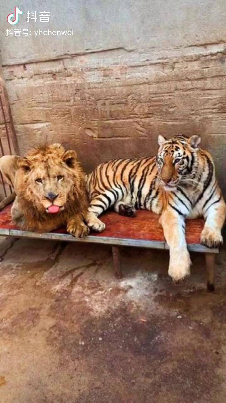 雄虎对雄狮,不服就干!老虎 狮子雄虎 雄狮_雄狮_狮子_老虎