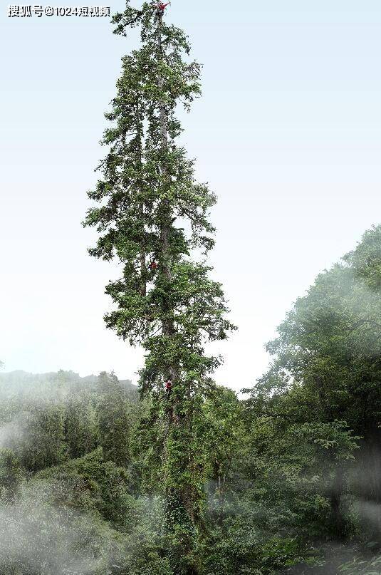 最高树木83.4米=28层楼高