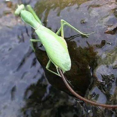 铁线虫寄生视频