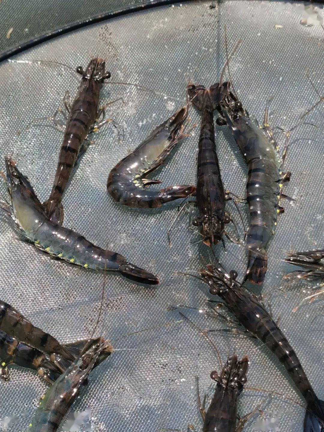 第一年养金刚虾就大获成功,他说好产品用对了会"上瘾"!