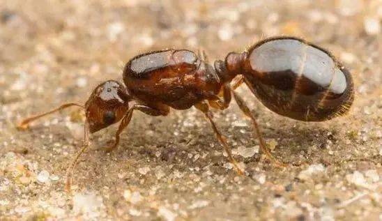 【动植物检疫】小火蚁现身,逃不过海关火眼金睛!_地区_体长_入侵