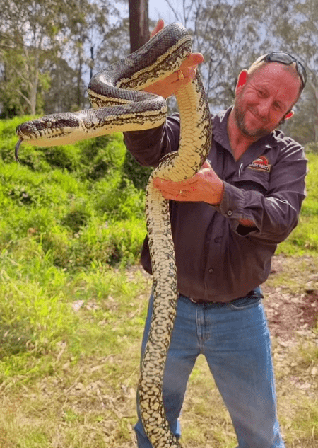 10条蛇入侵黄金海岸民宅!蛇皮蛇粪到处都是!_天花板_数量_房屋