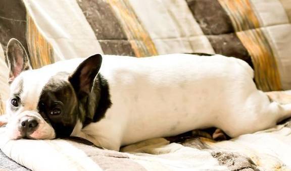 狗狗睡觉鼾声如雷 这不是坏习惯 可能生病了 特别是这些犬种 运动 症状 严重