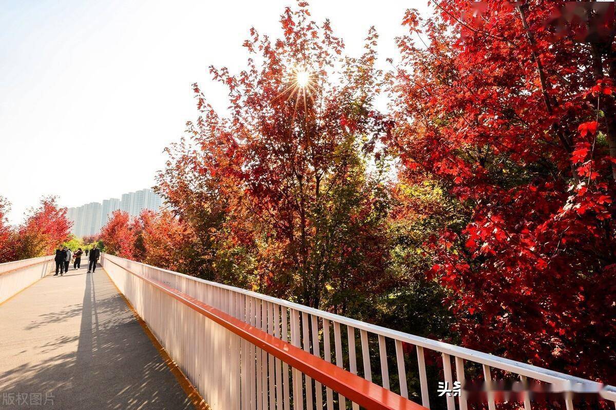 西安市民秋天赏红叶首选雁南公园_大片_枫叶_漫山遍野