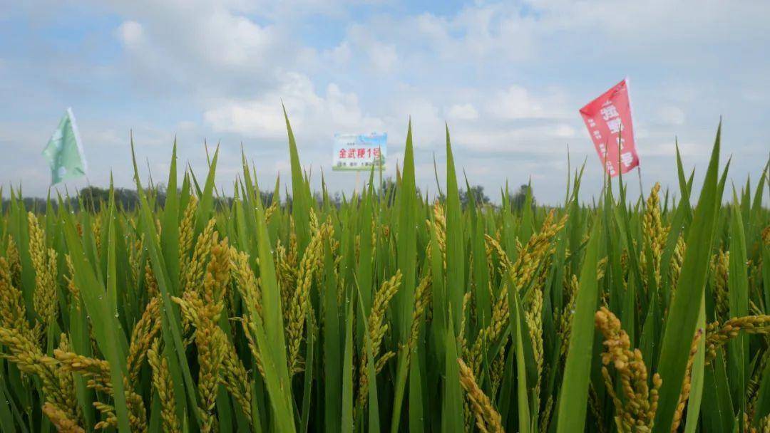 吉林高产水稻品种大全图片