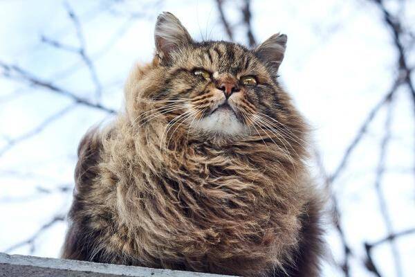 西伯利亚森林猫被称为战斗民族的猫很好养