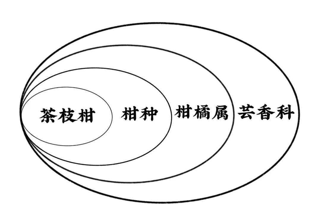 枸橼,柠檬和金柑等其他芸香科柑橘属的果树类植物,好比"近邻"的关系