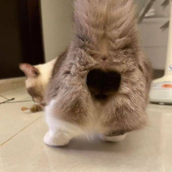 猫咪因一张"巨蛋照"封神!