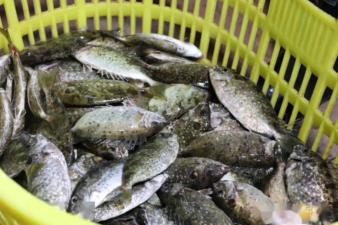 防城港:让新鲜篮子鱼"跳"进群众菜篮子_养殖_东兴市_渔业