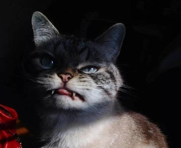 说自家猫咪"超凶"的家长速来围观,这才是真正的"恶魔喵"!