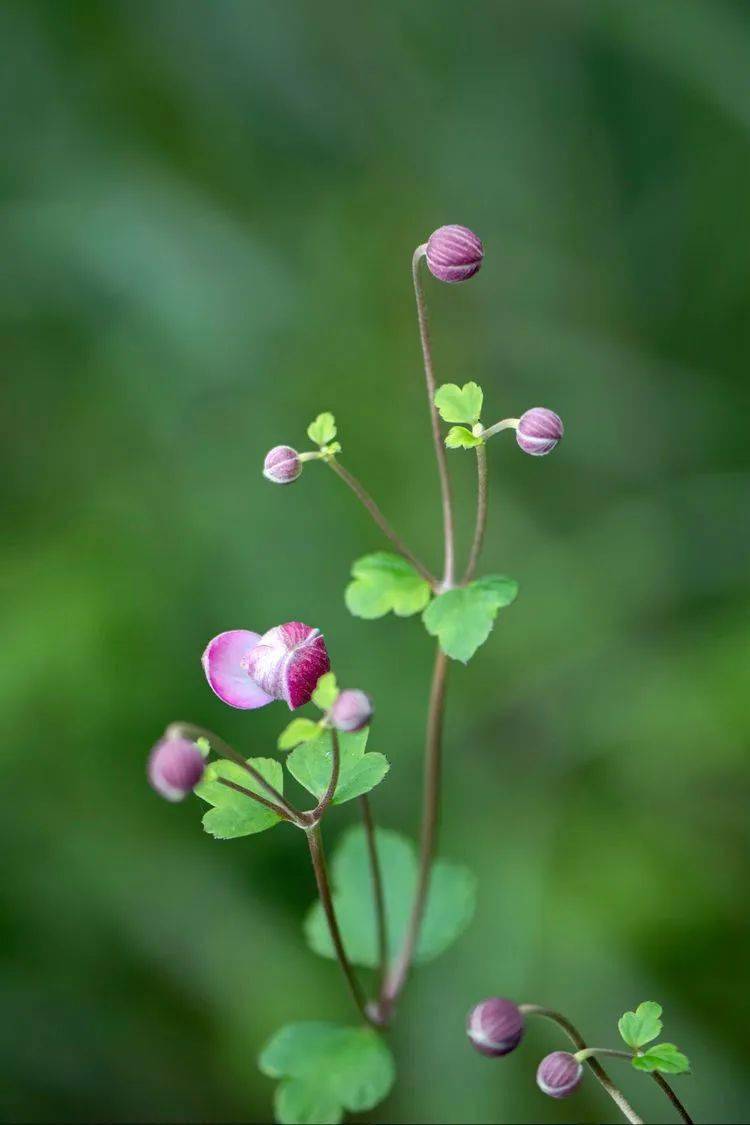 野棉花.四川人叫它打破碗花花
