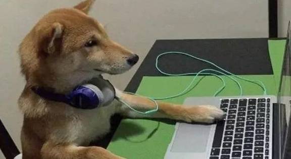 女主生病,柴犬不仅不安慰女主,还学女主玩电脑,气坏了女主!