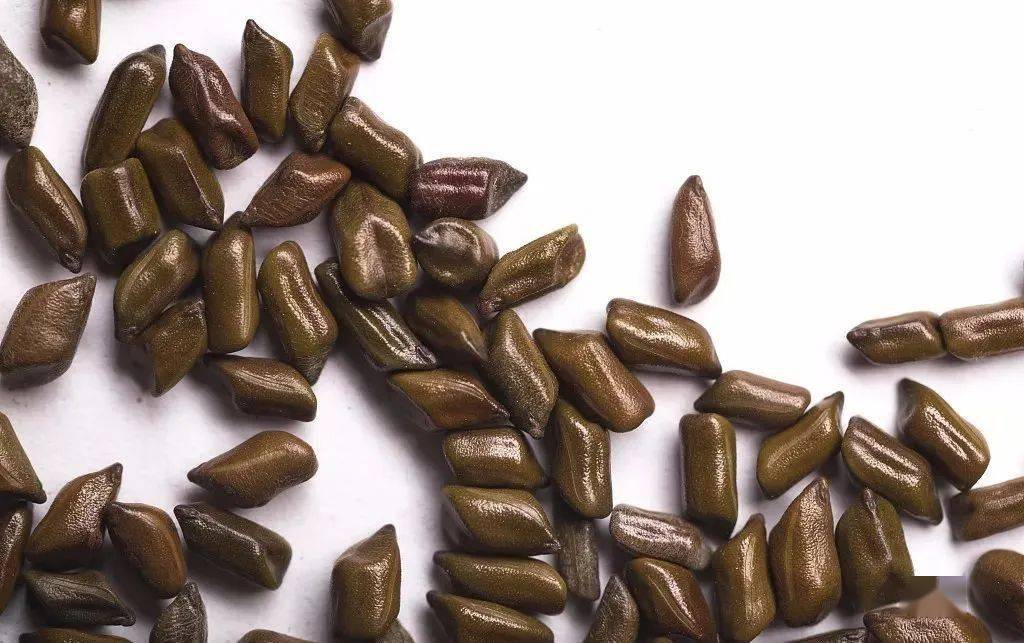 征集活动|秋日里野生动植物长啥样——双荚决明_保护_长沙_果实