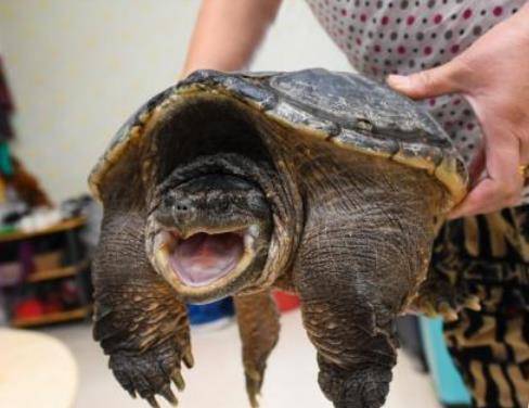 为啥一些老房子拆除时会在地基里发现活乌龟,与古人这个做法有关_因为