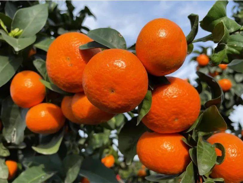 广西金秋沙糖桔陆续上市,好果5.1元/斤!_调查_电话_市场
