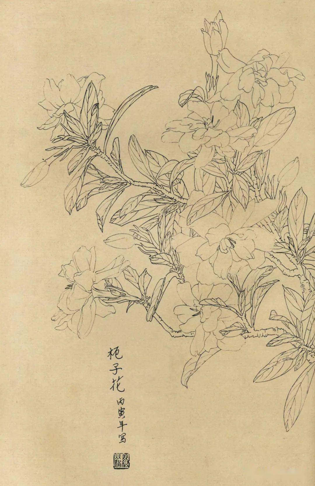 百花白描图谱