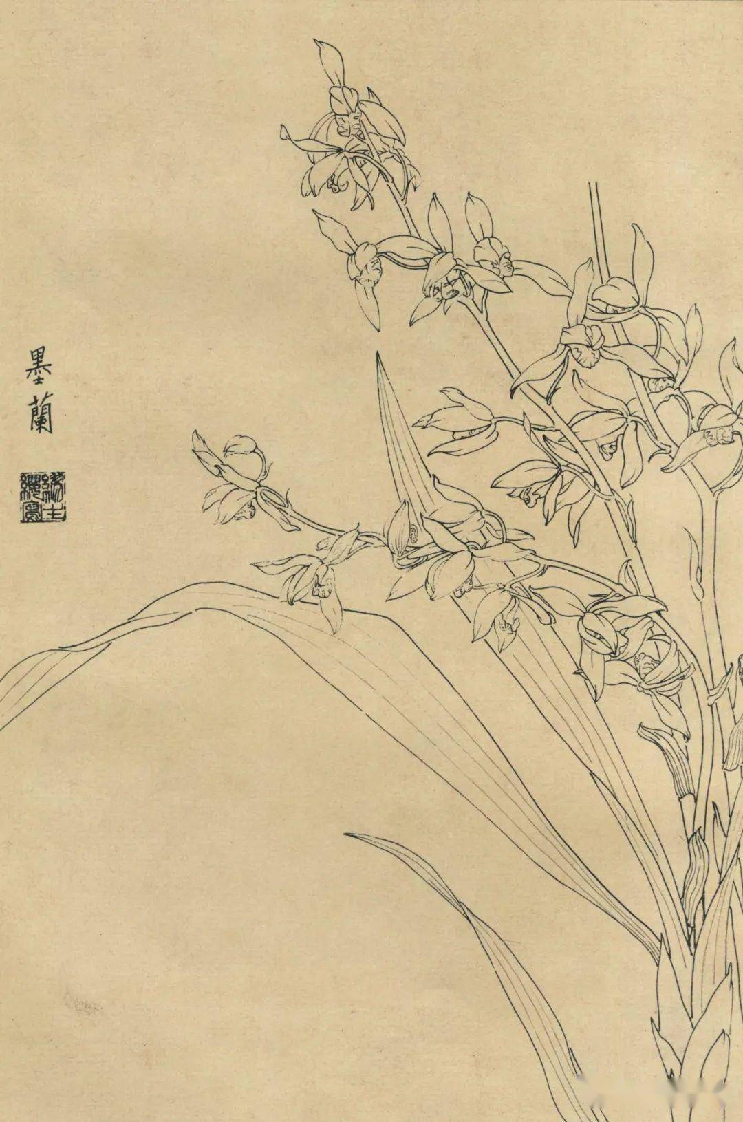 百花白描图谱_君子兰_水仙_海棠