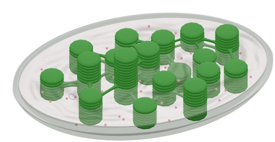 叶绿体超清图   胞质环流高清gif动图