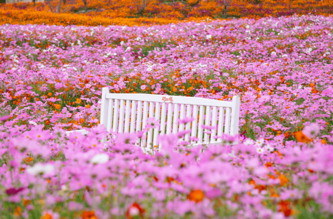 花开海上生态园花开正盛→_花海_金山区_向日葵