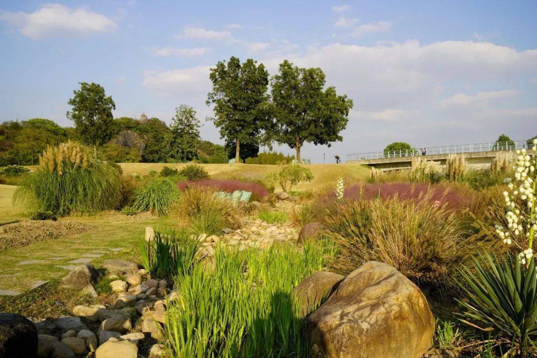 上海辰山植物园旱溪花境秋季景观赏析_进行_园林_时刻