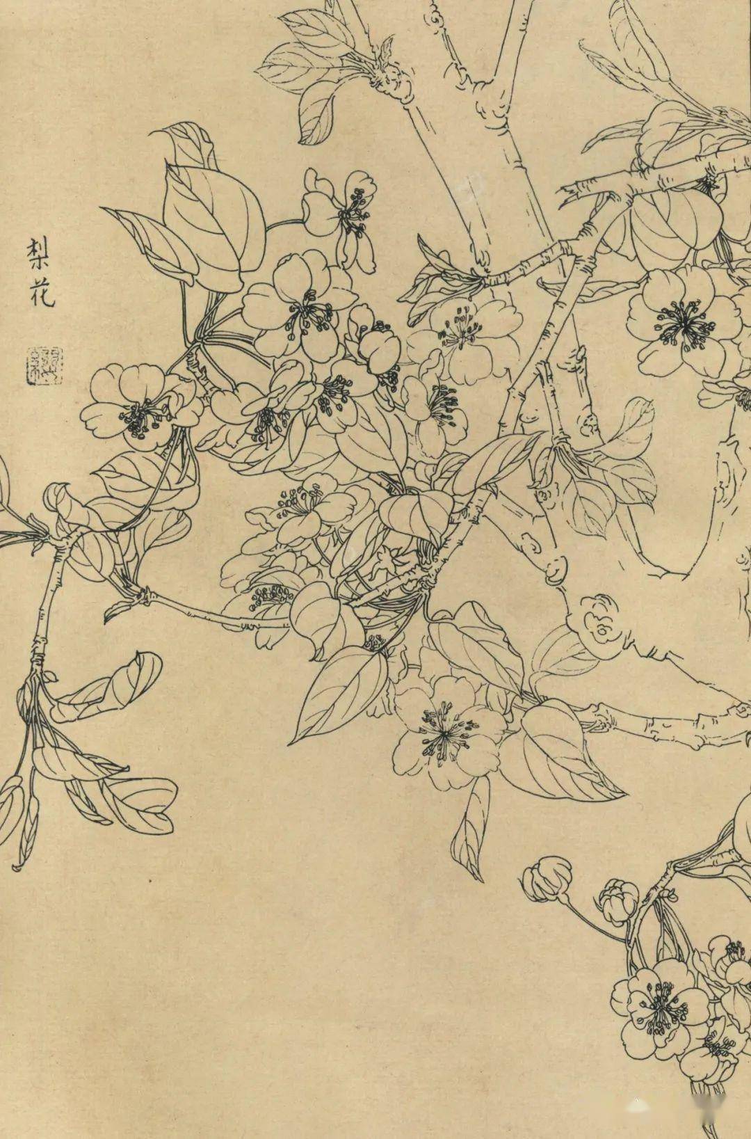 百花白描图谱