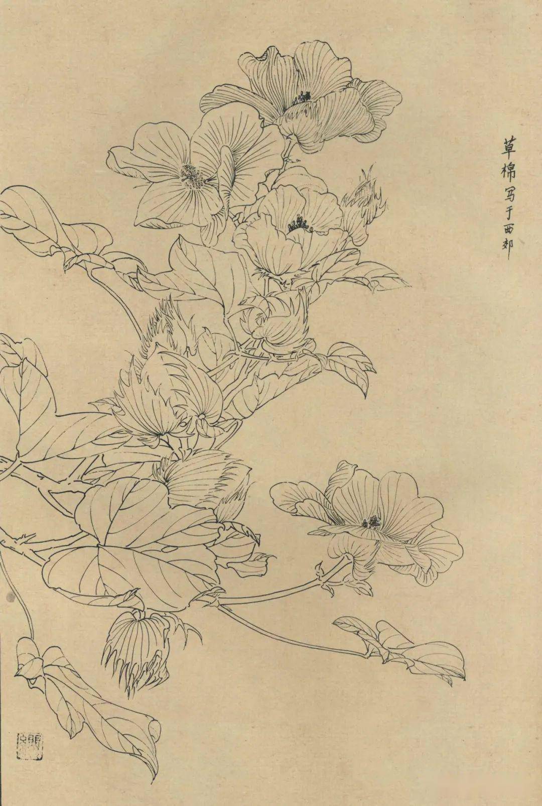 百花白描图谱_君子兰_水仙_海棠