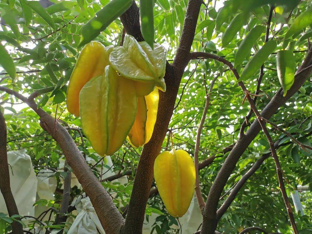 满树的鲜甜爽嫩 混撒拉杨桃成熟上市_种植_果园_阳光