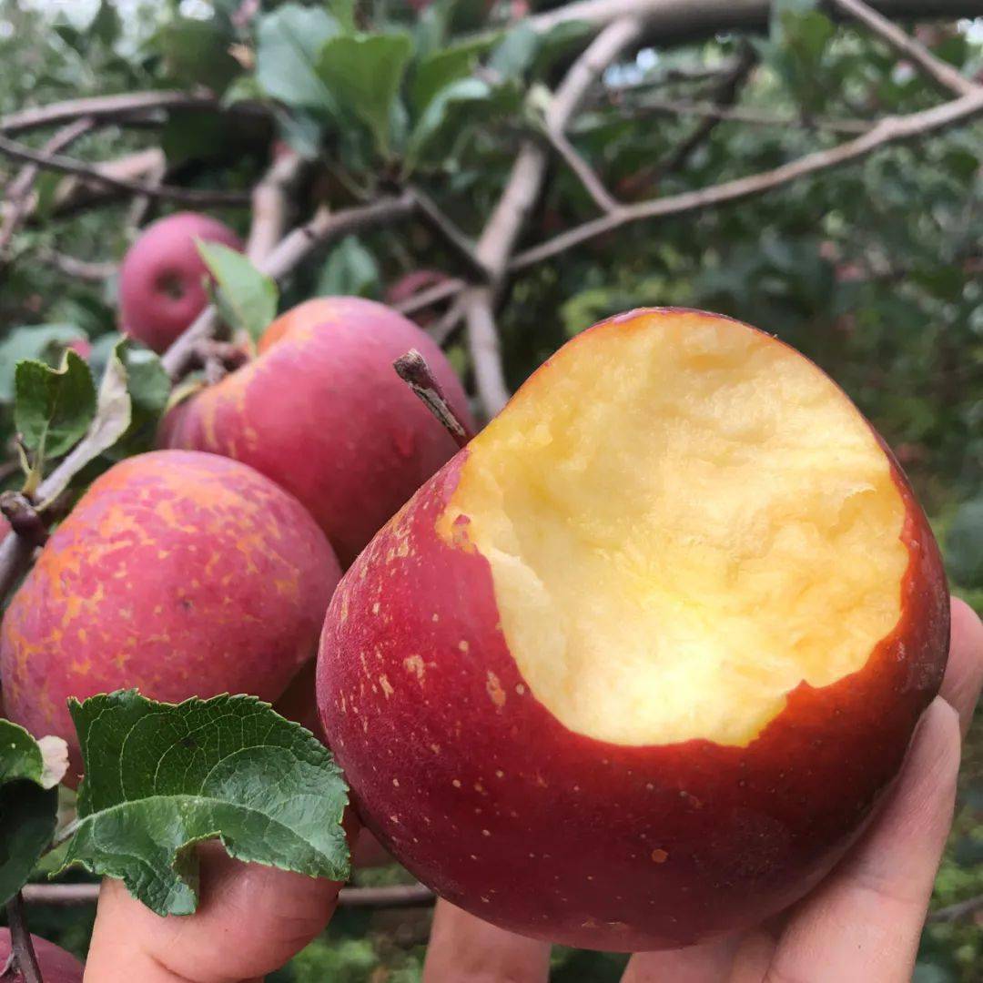 产地食材 ▎大凉山盐源糖心丑苹果,鲜得一激灵,甜到心化开～_果肉_原