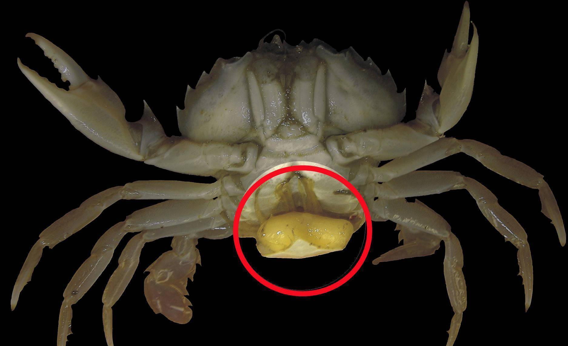 写真1．イワガニの腹部に寄生しているフクロムシ