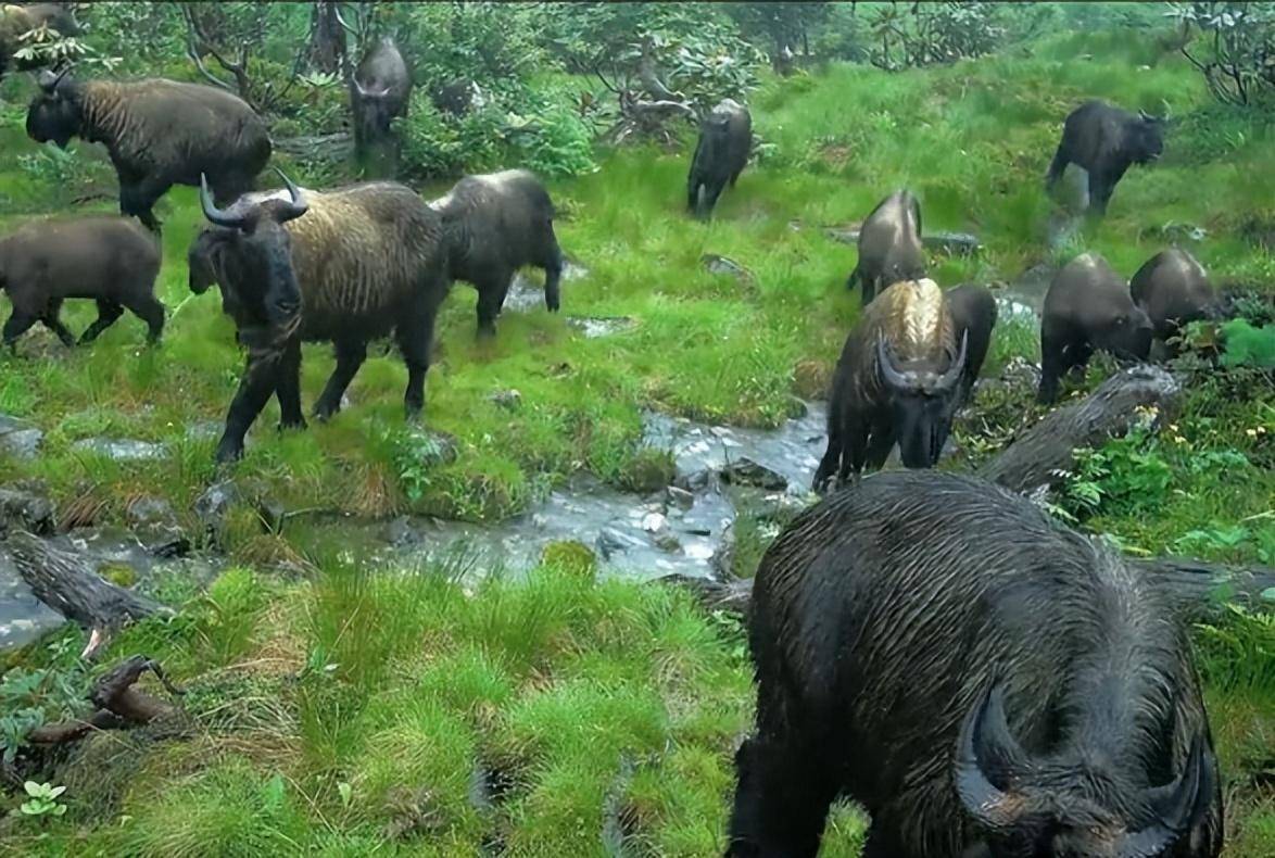 云南高黎贡山出现大量羚牛，吼走傲娇天马，吓跑200斤野猪